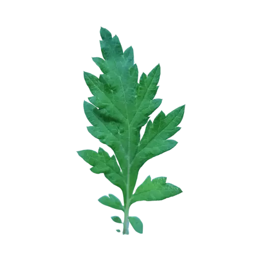 Armoise