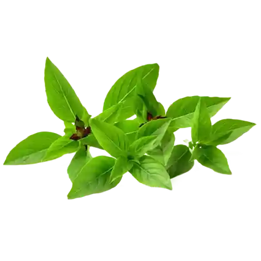Basilic