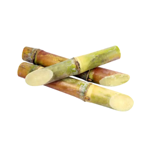 Canne À Sucre