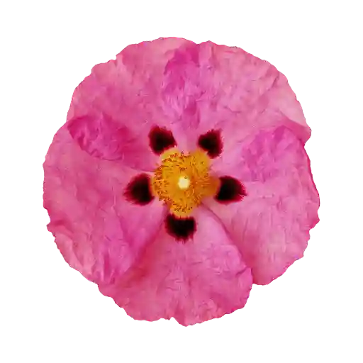Ciste