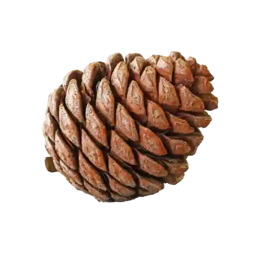 Cèdre