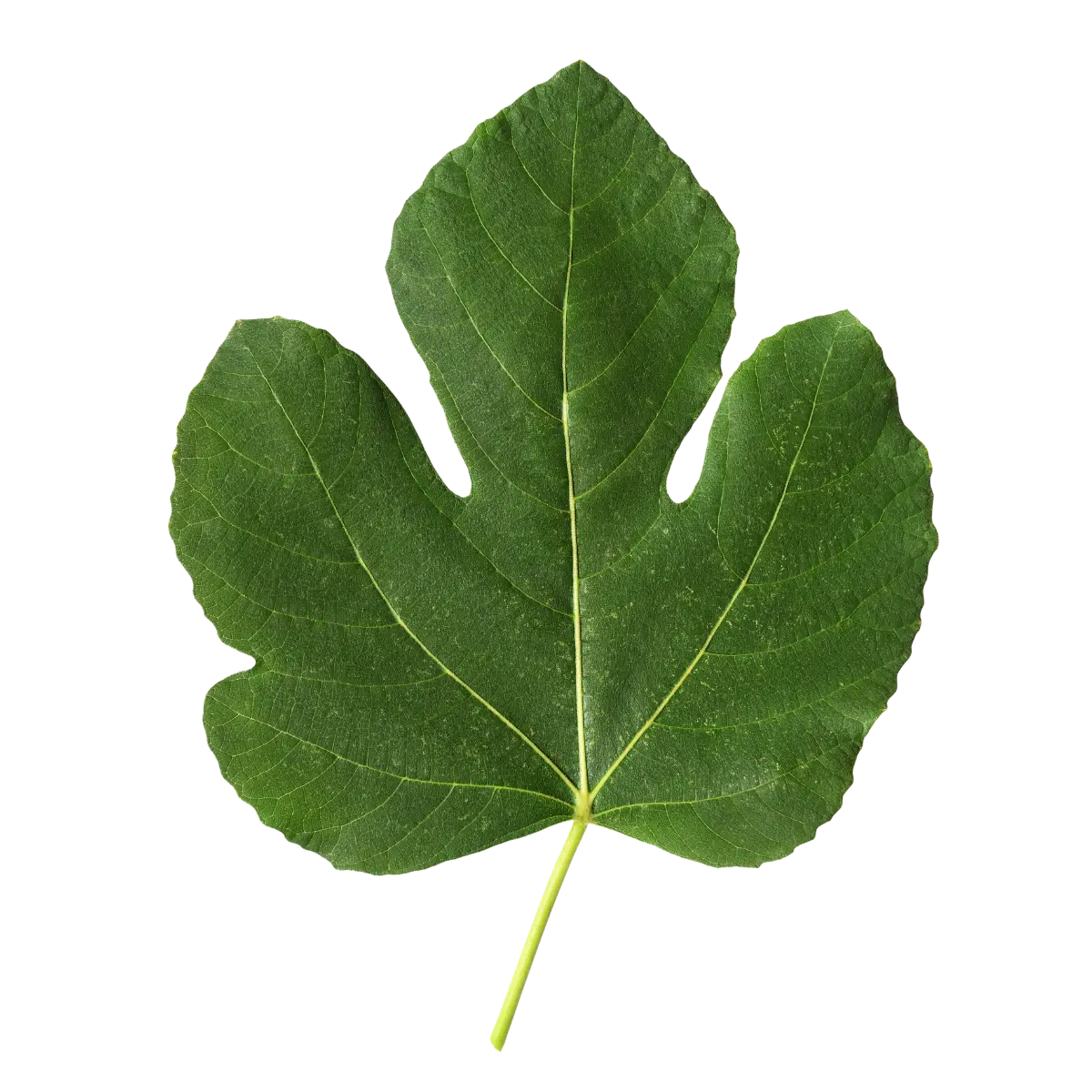 Feuille De Figuier