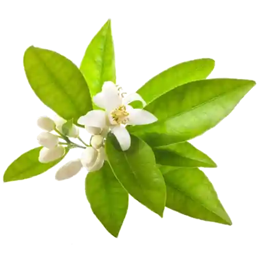 Fleur D'oranger