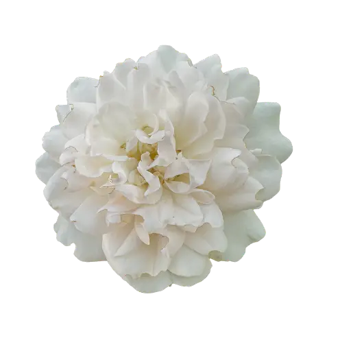 Fleur De Pamplemousse