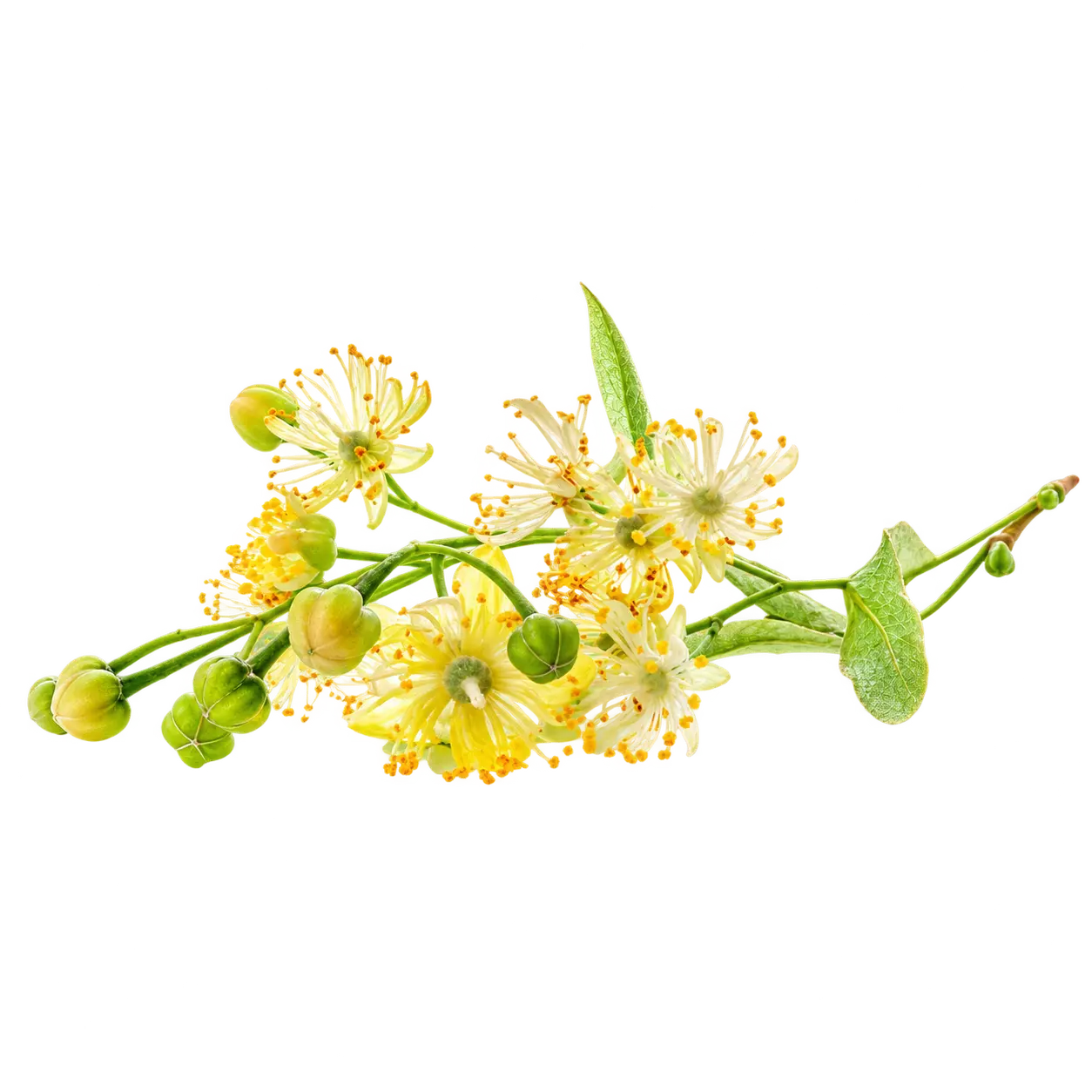 Fleur De Tilleul