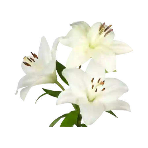 Fleurs Blanches