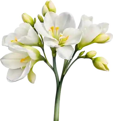 Freesia