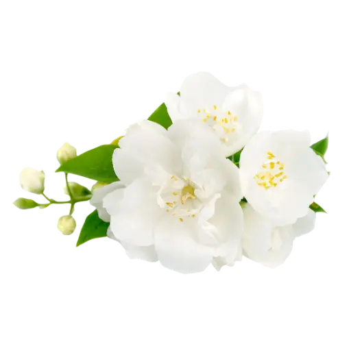 Gardénia