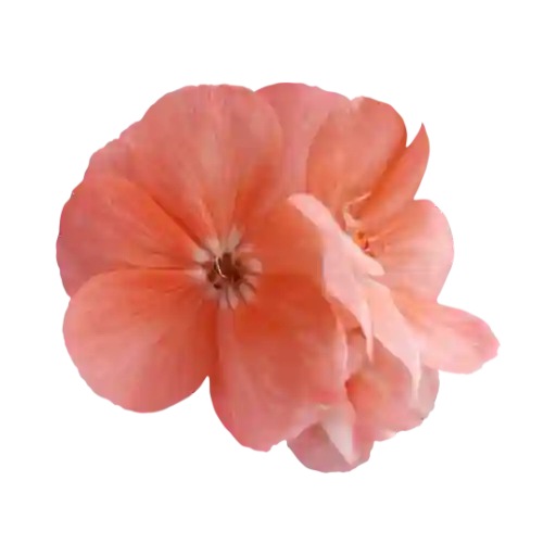Géranium