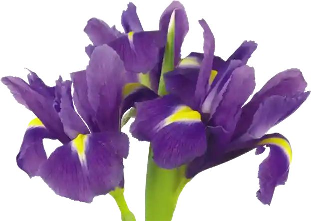 Iris