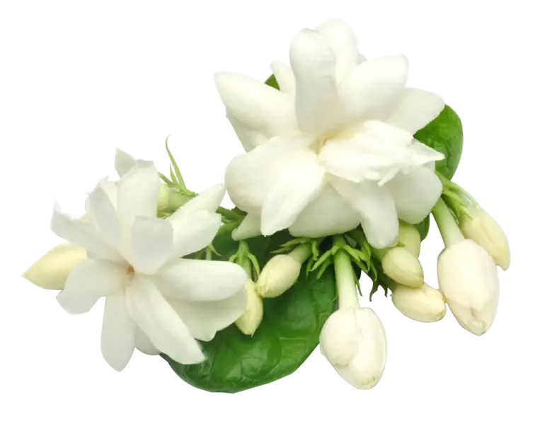Jasmin