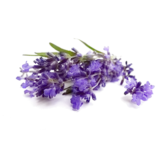 Lavende