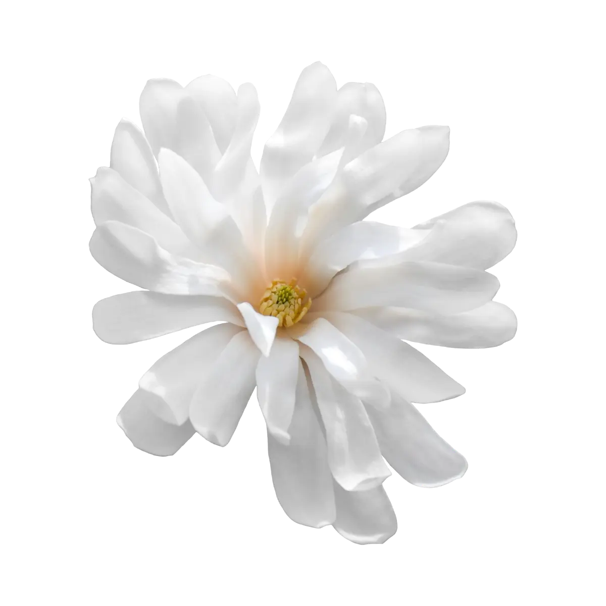 Magnolia