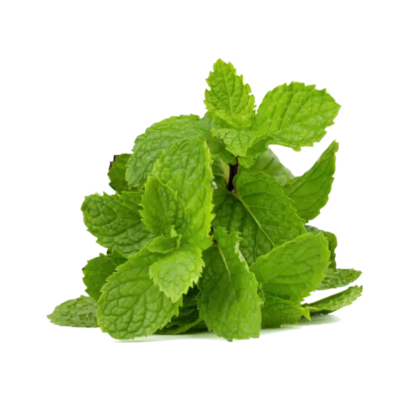 Menthe
