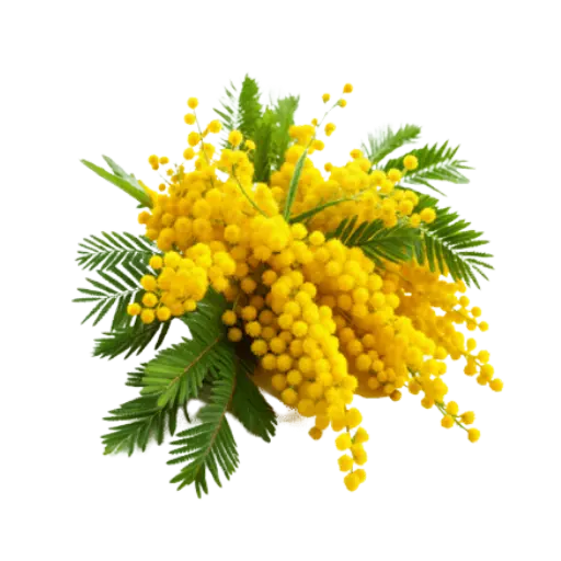 Mimosa