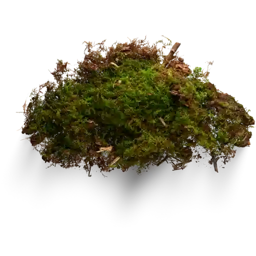 Mousse