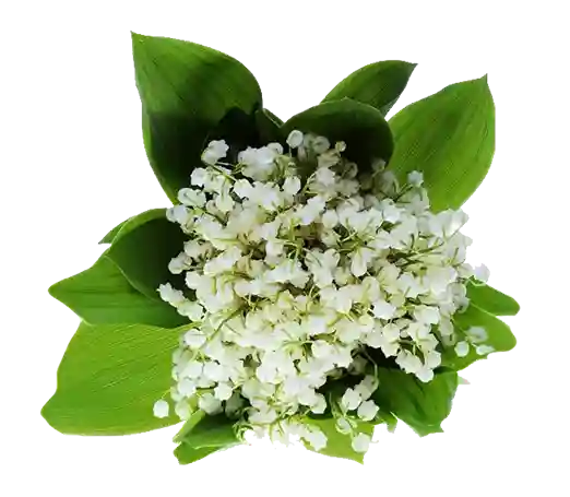 Muguet