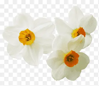 Narcisse De France