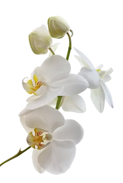 Orchidée
