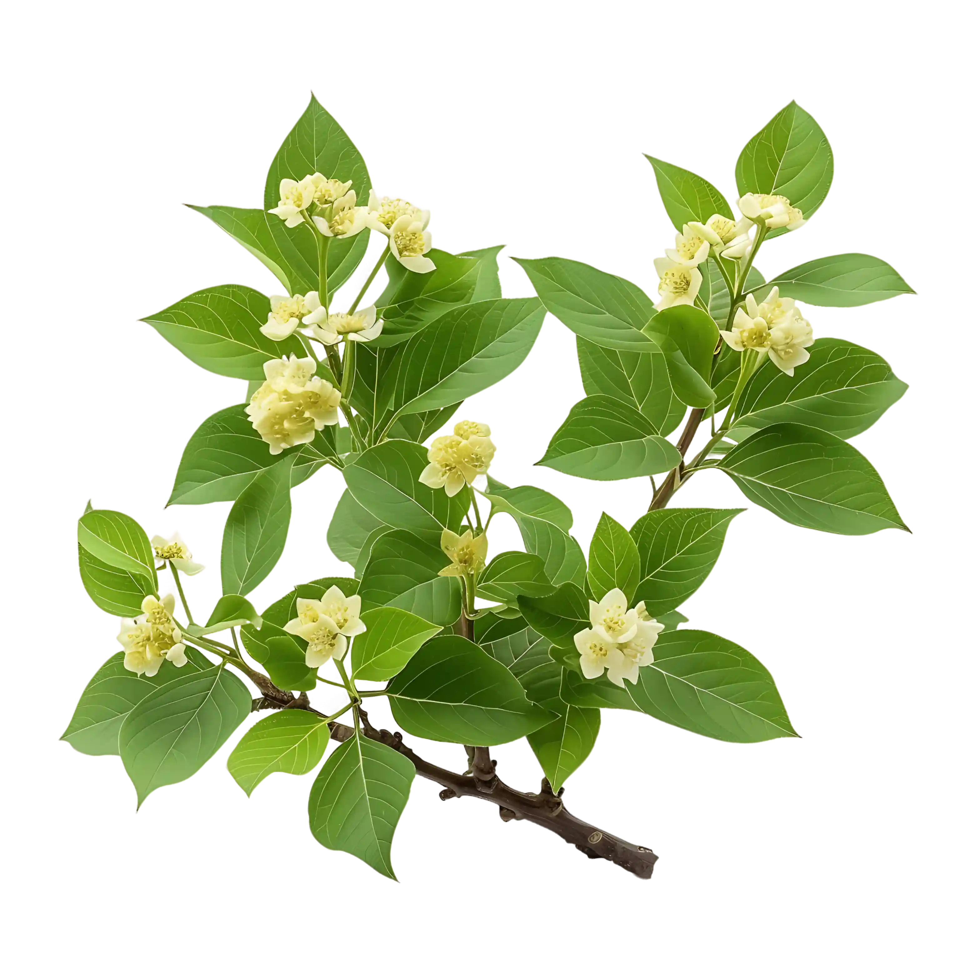 Osmanthus