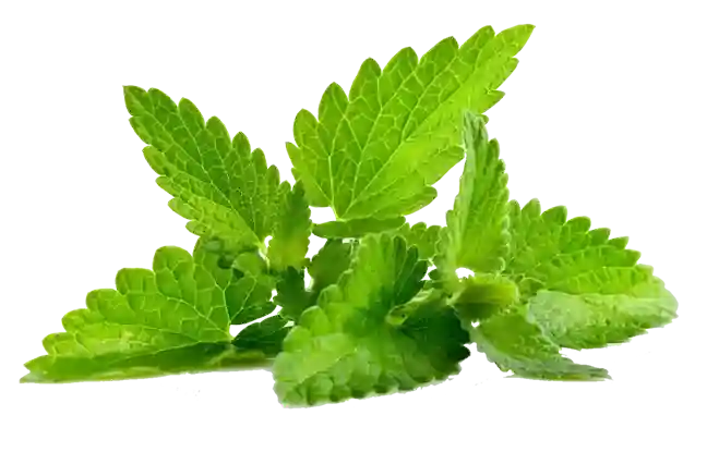 Patchouli