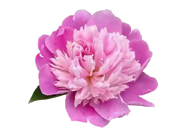 Pivoine