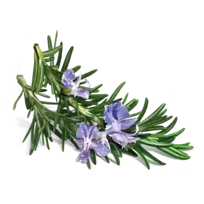 Romarin