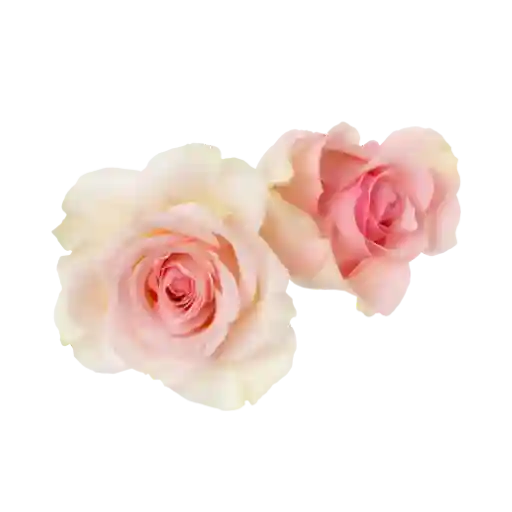 Rose De Turquie