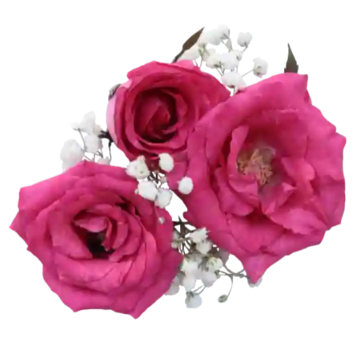 Rose De Bulgarie