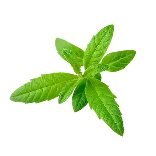 Verveine