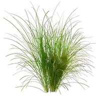 Vetiver