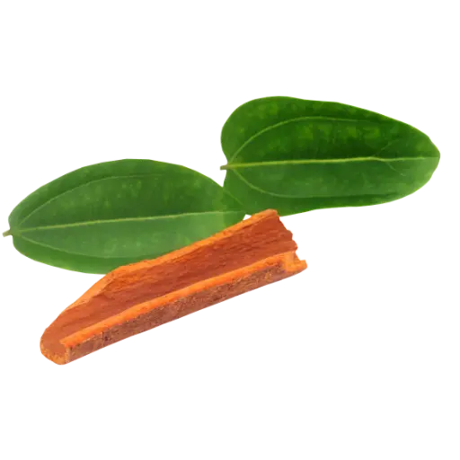 Feuille De Cannelier