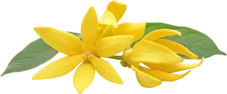 Ylang-Ylang